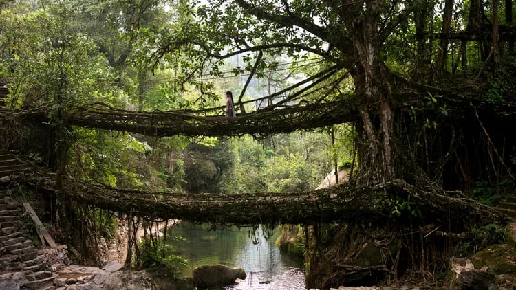 The Root Bridges