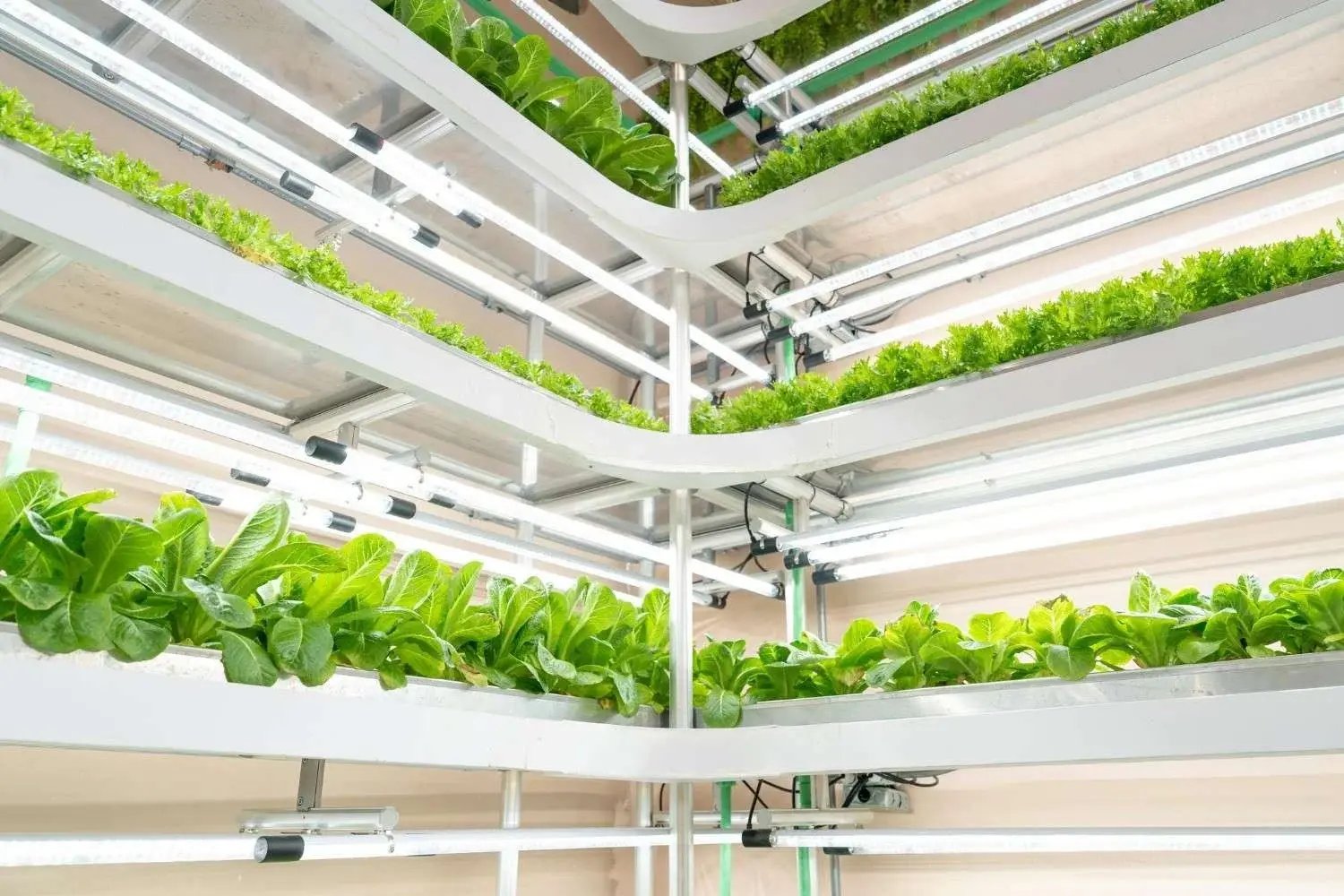 Indoor vertical farming facility environment.