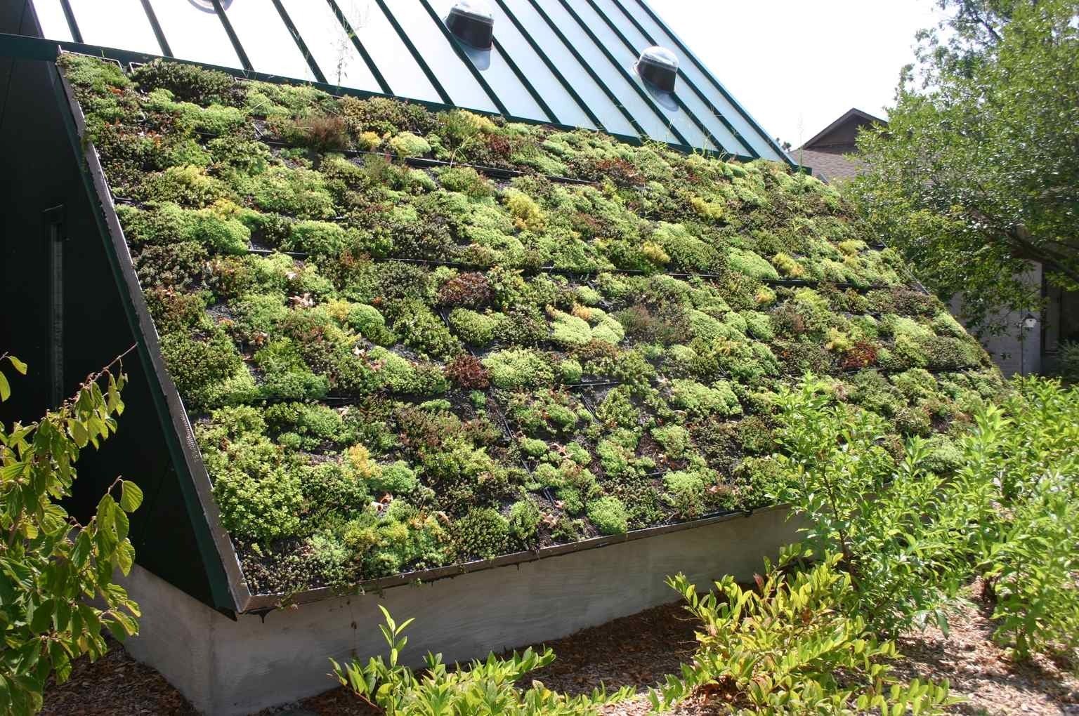 Sustainable green roof featuring diverse vegetation.