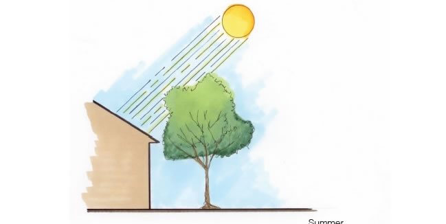 a tree shading the house from solar heat